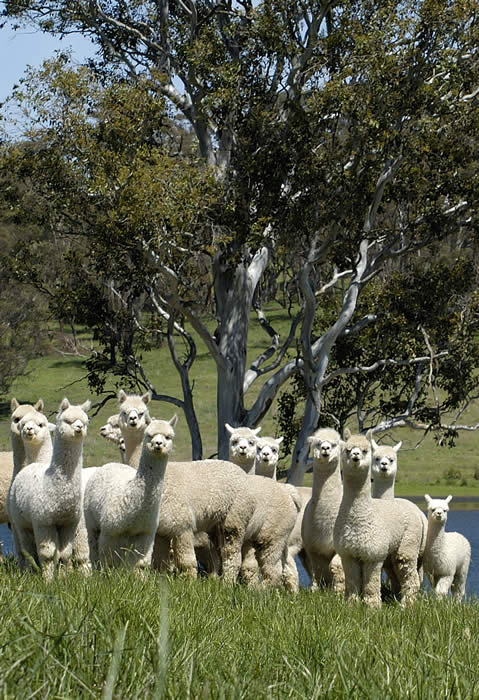 ALPACA IN AUSTRALIA