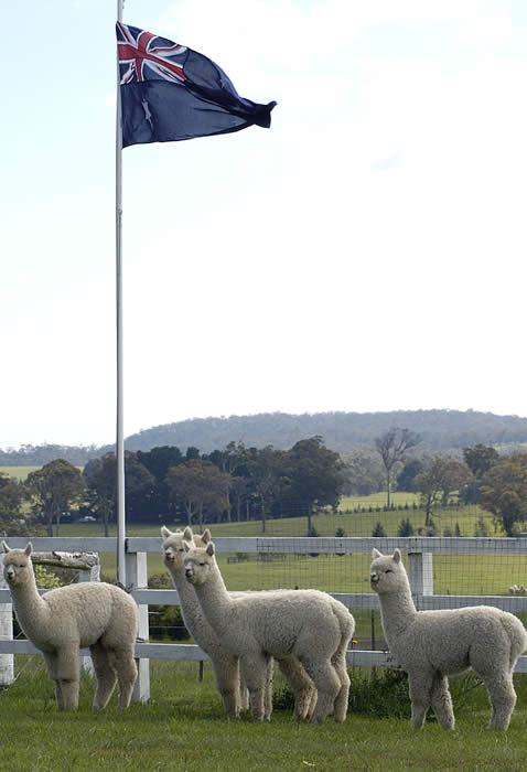 ALPACA IN AUSTRALIA