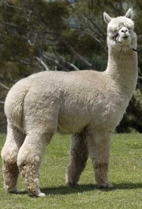 About Alpaca