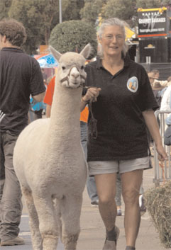 Alpaca News